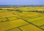 Giá gạo Việt Nam tăng mạnh khi Philippines cấm nhập khẩu gạo từ ngày 1-9, vì sao?