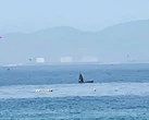 Cá voi lớn lại xuất hiện săn mồi trong vịnh Nha Trang