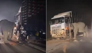 Rớt nước mắt voi con bị xe tải tông chết, voi mẹ hoảng loạn tìm cách cứu không chịu rời đi