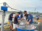 Từ cánh đồng xanh tới trang trại xanh