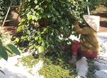 Giá tiêu duy trì đà tăng, doanh nghiệp kỳ vọng giá sẽ còn tốt