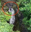 Công an dùng flycam truy vết, bắt nghi phạm trốn trong rừng sâu sau khi đánh chết bé trai 12 tuổi