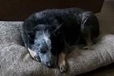 Chú chó sống sót nhờ trốn trong máy giặt giữa thảm họa lũ lụt ở Texas đã đoàn tụ với chủ