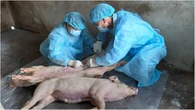 Tây Ninh yêu cầu không để việc sắp xếp bộ máy ảnh hưởng ngăn chặn dịch tả heo Châu Phi