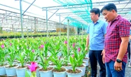 Hoa sen nghệ 3 màu ở làng hoa Sa Đéc hút khách
