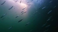 Sinh vật biển sinh sôi tốt trên kho vũ khí độc hại dưới đáy biển Baltic