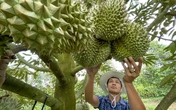 Mời chuyên gia Trung Quốc sang kiểm tra thực địa chuỗi xuất khẩu sầu riêng Việt Nam