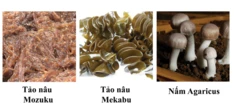 Hoạt chất Fucoidan Nhật Bản - nguồn hy vọng cho sức khỏe