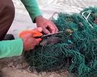 Đồi mồi kiệt sức vì mắc lưới thải ở Côn Đảo