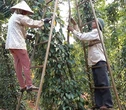 Doanh nghiệp xuất khẩu hồ tiêu lại gặp khó vì giấy chứng nhận
