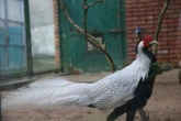 Ngắm gà lôi trắng tại Thảo cầm viên Sài Gòn