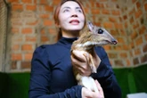 Lạ lùng nuôi cheo cheo quý hiếm dễ như nuôi heo