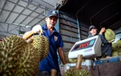 Bắt đầu đợt cao điểm kiểm tra chống hàng giả, hàng độc hại... thuộc mảng nông nghiệp