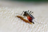 Trung Quốc tung 'đội quân muỗi vô sinh' giữa tâm dịch Chikungunya