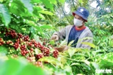 Nông dân trồng cà phê Tây Nguyên được trả bảo hiểm vì mưa lớn