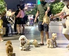 Phạt tiền tới 2 triệu đồng nếu không đeo rọ mõm cho chó ở nơi công cộng