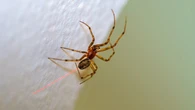 Nhện chỉnh sửa gene bắn ra tơ đỏ