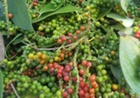 Giá hồ tiêu nội địa tăng nhẹ, giá thế giới bất ngờ giảm