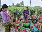 Thanh long rớt giá, nhà vườn miền Tây thua lỗ