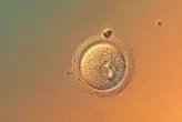 Lần đầu chỉnh sửa chính xác gene trong phôi người, mở ra cơ hội và tranh cãi mới