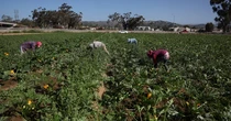 California, Mỹ: Truy quét nhập cư khiến nông sản thối rữa, nông trại lao đao