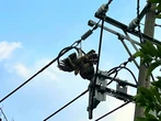 Điều xe chuyên dụng, cắt điện giải cứu một con chim diều núi mắc kẹt trên dây điện