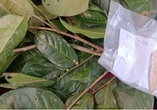 Huế phát hiện giống chè quý hiếm trên vùng núi A Lưới
