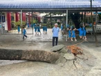Hai lần cây xanh bật gốc trong Trường tiểu học Thái Hòa A, TP.HCM