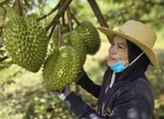 Xuất khẩu sầu riêng vào Mỹ, Hàn… tăng mạnh nhưng vẫn còn nhiều nỗi lo