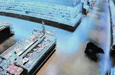 70% vụ gấu tấn công người ngay trong khu dân cư, Nhật Bản báo động