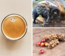 Khoa học giải mã 'bí ẩn' vị thơm ngon độc nhất vô nhị của cà phê chồn