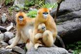 Trung Quốc tung 'đại sứ lông vàng' nối gót gấu trúc
