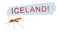 Sốc: Lần đầu phát hiện muỗi trong tự nhiên ở Iceland