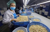 Loạt lý do khiến ngành điều Việt Nam lo khó tồn tại