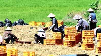 Hàn Quốc kiểm tra gắt gao các đơn vị nợ lương, ngược đãi lao động nước ngoài