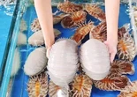 Ăn bọ biển giá 1,8 triệu đồng/kg rồi lên mạng tố quán 'chặt chém', đúng hay sai?