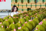 Thủ tướng chỉ đạo loạt nhiệm vụ siết quản lý để thúc đẩy xuất khẩu sầu riêng