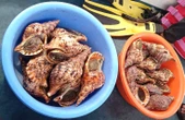 Tổng kiểm tra bè nổi trên vịnh Nha Trang: Vận động thả 21 con ốc tù và quý hiếm về biển