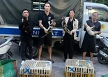 Triệt phá đường dây trộm và tiêu thụ mèo liên tỉnh, giải cứu hơn 400 con mèo còn sống