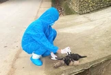Chó dại cắn 5 người dân ở một xã của Đà Nẵng, lo ngại bùng phát bệnh dại