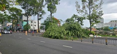 Cây xanh bật gốc ở đường Lê Hồng Phong, quận 10, một người bị thương