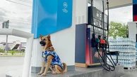 Chú chó đi làm có lương tại trạm xăng Thái Lan, 'đốn tim' cộng đồng mạng