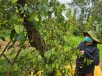 Giá tiêu xuất khẩu tăng mạnh, thị trường trong nước vẫn dè dặt