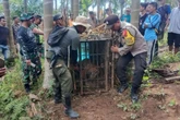 Enam Bulan Meneror Warga, Harimau Sumatra Berakhir di Jebakan BKSDA Sumbar