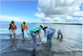 Freeport Tebar 10.000 Anakan Ikan Barramundi dan 500 Kepiting Bakau di Muara Sungai Ajkwa