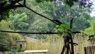 Imbas Konflik Internal Pengelola Banyak Satwa Bandung Zoo Mati