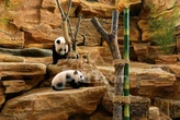 Rio, Bayi Giant Panda Pertama yang Lahir di Indonesia Resmi Diperkenalkan ke Publik