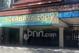 KBS Pastikan Satwa Tetap Terjaga dan Operasional Normal Setelah Penetapan Eks Dirut