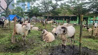 DKPP Bandung Temukan Sejumlah Organ Hewan Kurban Tak Layak Konsumsi