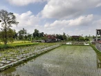 Mahasiswa UGM Ungkap Alih Fungsi Lahan Sawah, Terbesar di Sleman